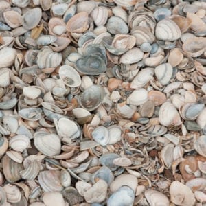 Schelpen H.K. (halve m3 big-bag)